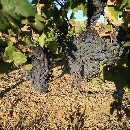 Dammusi Il Carrubo Pensionat